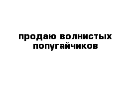 продаю волнистых попугайчиков